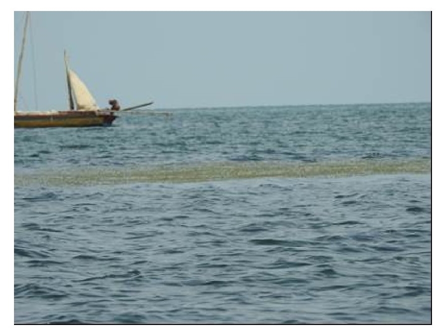 Sea Grass over shallow water surface